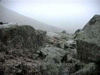 Snow falling magically at Dzongri in Sikkim