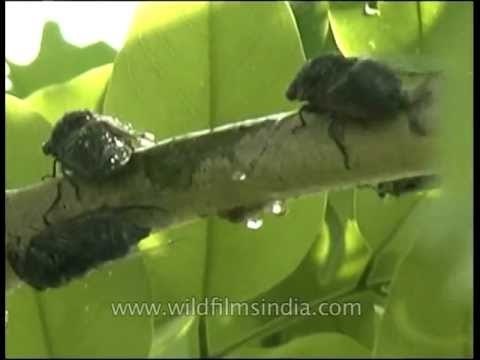 Cicadas spraying sap from Cassia tree!
