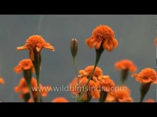 Marigolds flowering in Pithoragarh rain