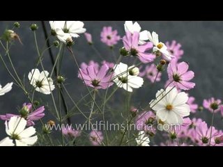 Mixed Cosmos growing in Kumaon
