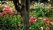 The colourful meadow of Cineraria flowers at Nehru Park in Delhi