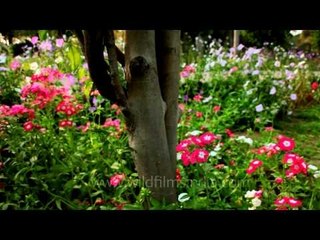 The colourful meadow of Cineraria flowers at Nehru Park in Delhi