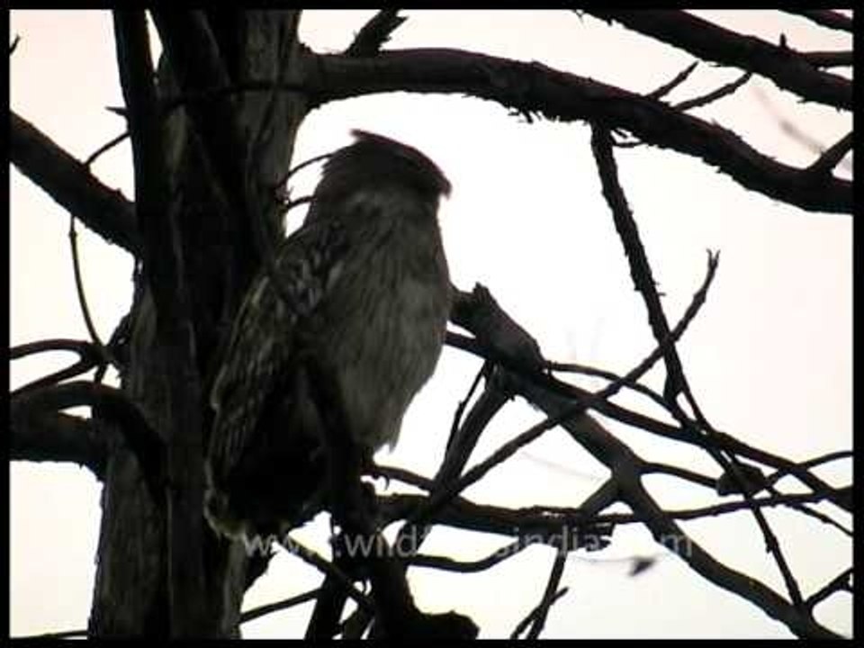 Brown Fish Owl in India