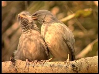 Cute: Preening Jungle Babblers