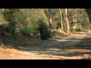 Indian peacock displaying