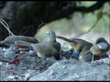 Gaggle of White-throated Laughing Thrush in the Himalaya