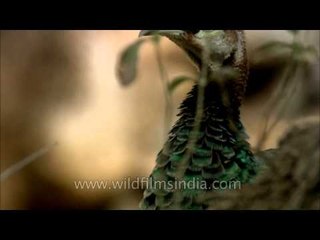 Glistening long neck and feathered crown increase the majesty of the Indian peacock of Sariska