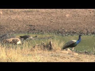 Indian Peacocks quench their thirst in the cool waters of Sariska