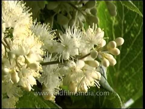 Wild Himalayan flowering shrub: help us identify this!