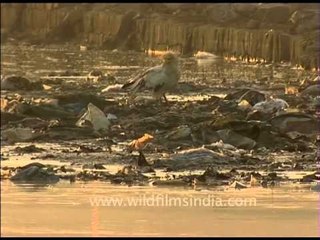 Egyptian Vulture at a garbage dump