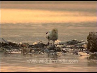 Egyptian Vulture - The White Scavenger at a feeding ground in India