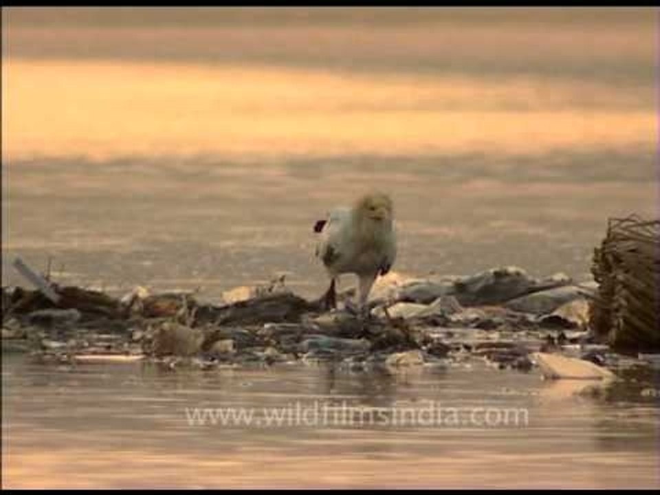 Egyptian Vulture - The White Scavenger at a feeding ground in India