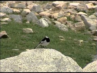 White Wagtail - The national bird of Latvia