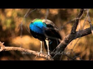 Grand Indian Peacocks at Sariska