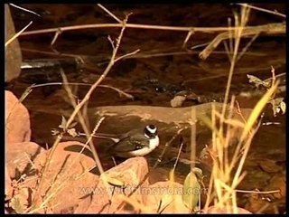White-browed Fantail Flycatcher