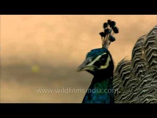 The Majestic Indian Peacock at Sariska
