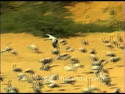 Flock of demoiselle cranes grus virgo gathering in desert, India