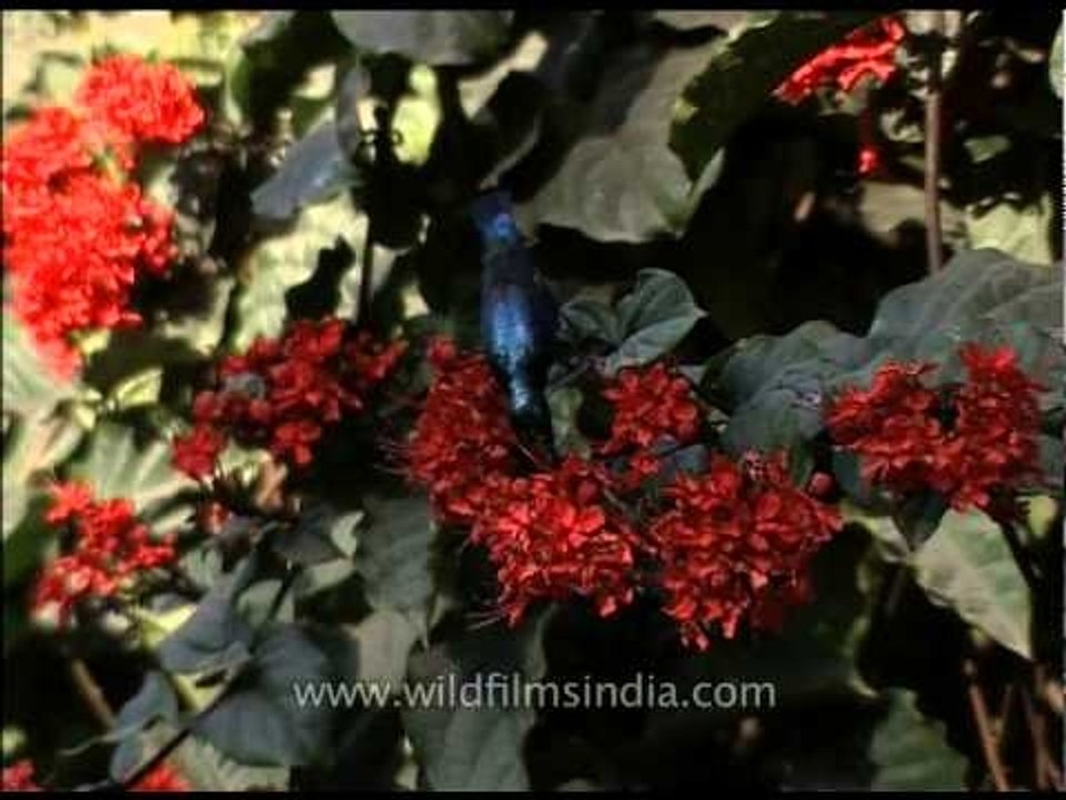 Look at the contrast! A Purple Sunbird against the rich red background of clerodendron flowers