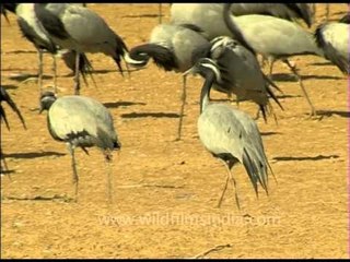 Flock of Demoiselle crane wintering in the Rajasthan desert