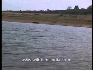 Gharials lay in wait along the river banks of Chambal