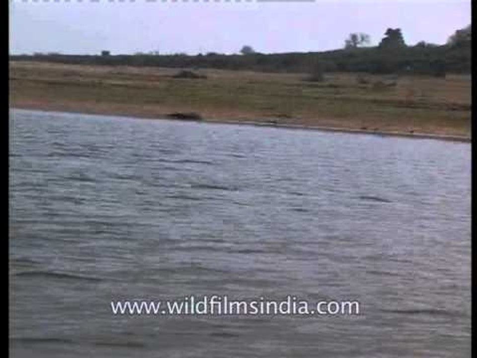 Gharials lay in wait along the river banks of Chambal