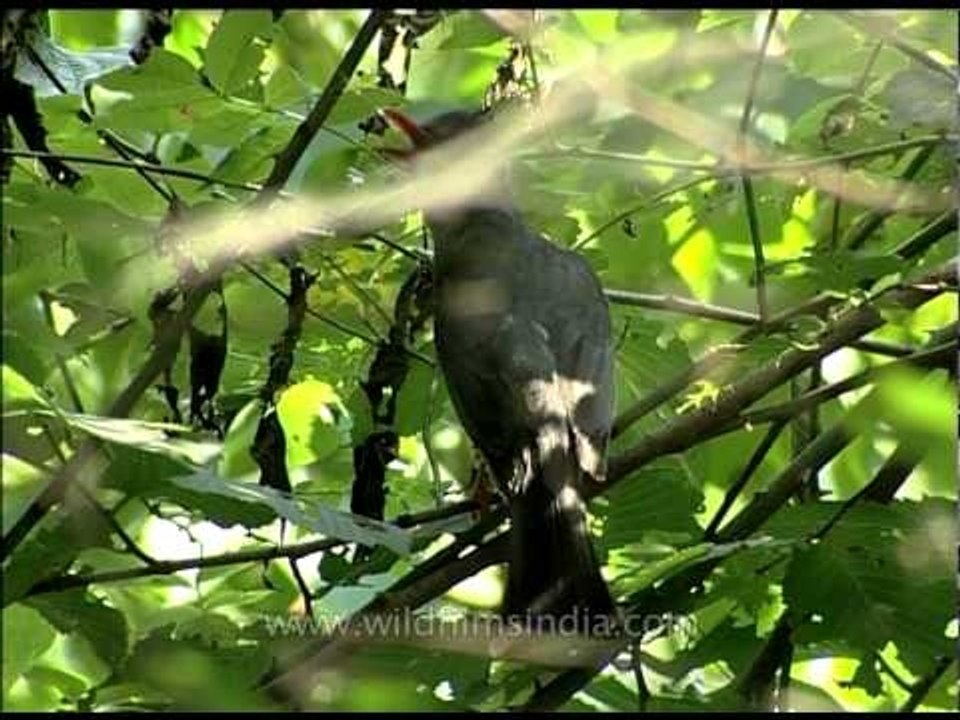 Black Bulbul behind dense foliage