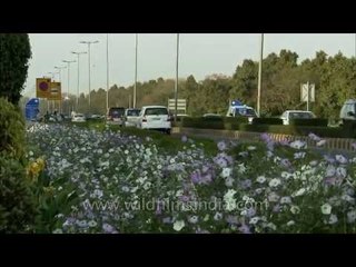 Petunias line a Delhi road during springtime
