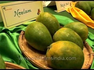 Mangoes in all quirky shapes