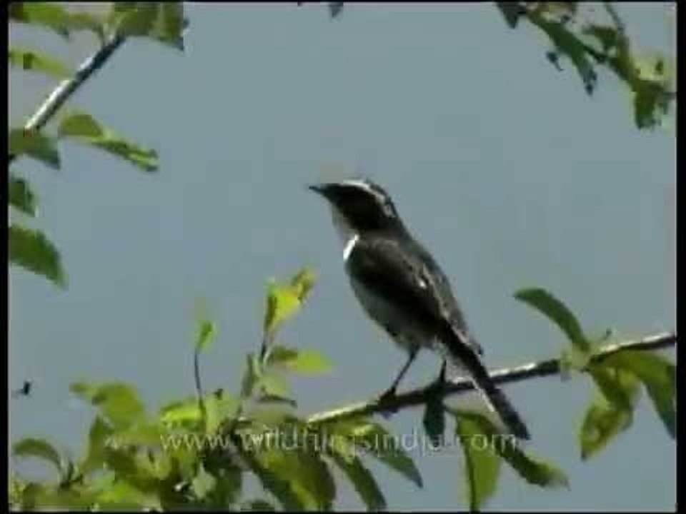 Pied Bush Chat on a plum tree