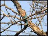 Indian Roller or a Blue Jay on a tree
