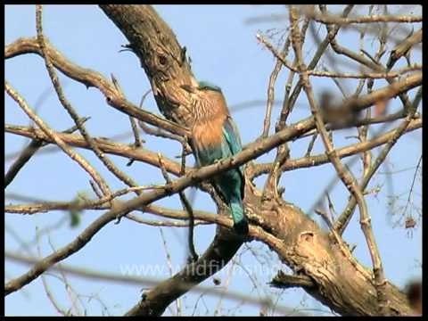Indian Roller or a Blue Jay on a tree
