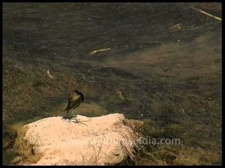 Bronze-winged Jacana (Metopidius indicus)