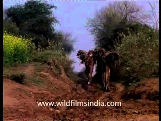 Camels - animals of burden in India