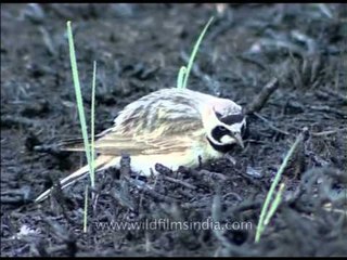 A Horned Lark (Eremophila alpestris) digging for insects