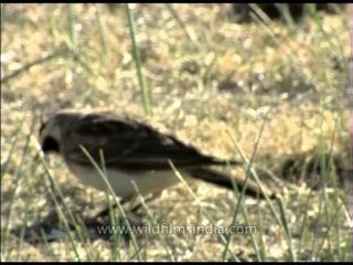 A horned lark hopping among grasses