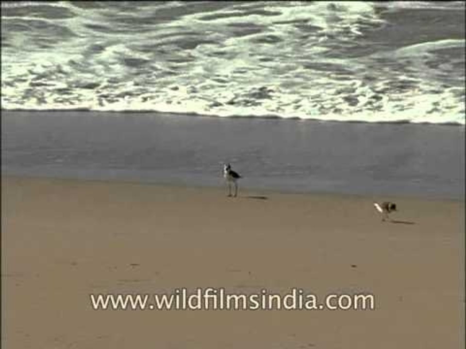 A beach in India
