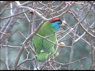 Blue-throated Barbet is found in Indian Subcontinent and Southeast Asia