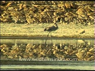 Flamingos walk on water with their long thin legs
