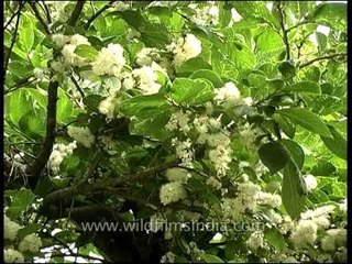 Flora-wildflowers-dvd-148-1