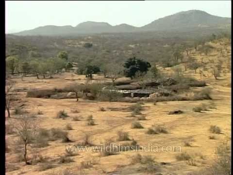 Maldhari homes in ness village at Gir, Gujarat