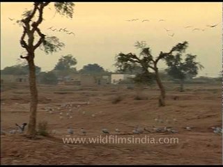 Demoiselle Cranes: Elegant and Noisy Birds