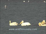 White pelicans floating on a calm lake