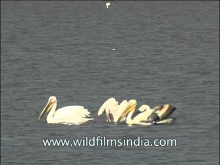 A dissimulation of White Pelicans floating in water