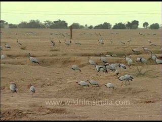 Cacophony of Demoiselle Cranes