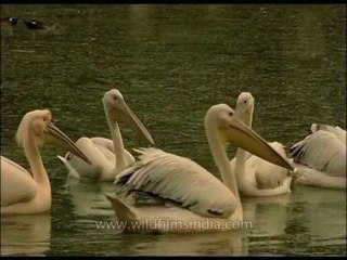 Pelicans - Rosy and Dalmatian