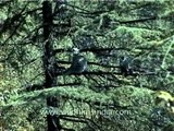 Langur monkeys on a tree