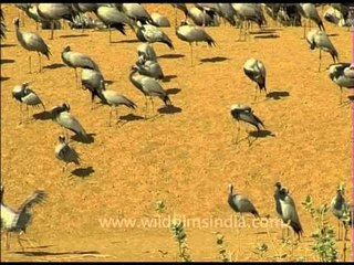 Wintering Demoiselle cranes in India's desert!