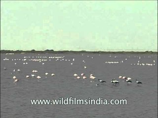 Water Birds: Demoiselle cranes flocking with Flamingos