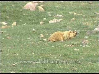 Himalayan Marmot in Jammu & Kashmir