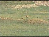 Marmots playing in a Himalayan meadow